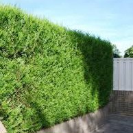 Lebensbaum&#x20;&#x27;Martin&#x27;