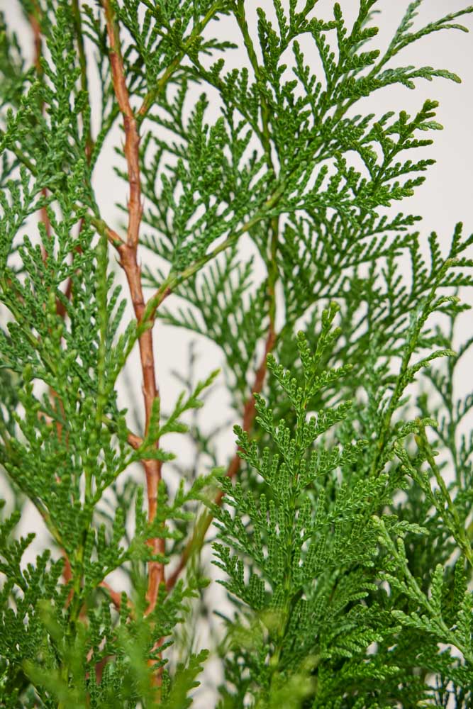 Lebensbaum-Martin-ALG&#x20;INZ