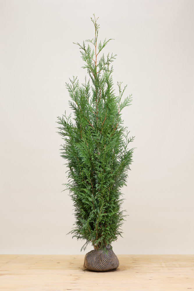 Lebensbaum-Martin-Wurzelballen-175-200