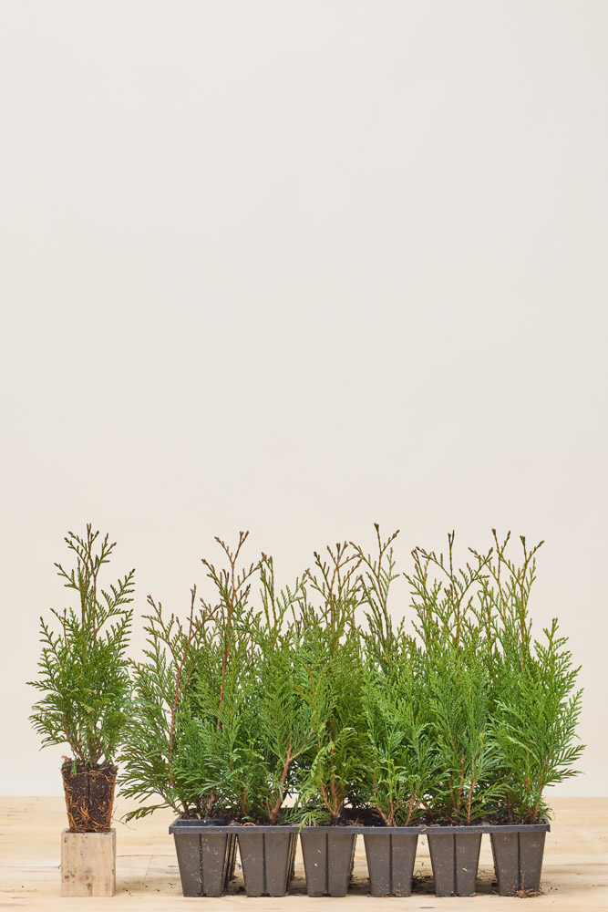 Lebensbaum-Martin-Wurzelballen-25-30