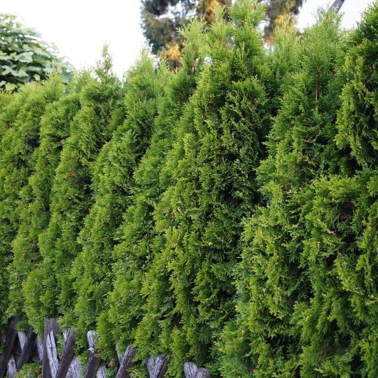 Lebensbaum&#x20;&#x27;Smaragd&#x27;