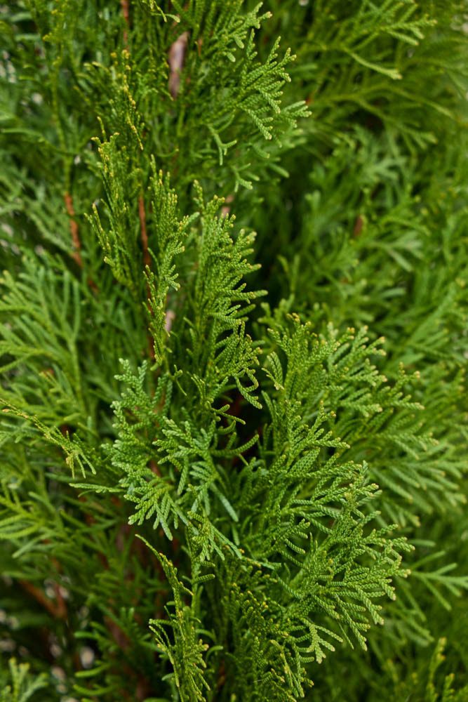 Lebensbaum (Thuja occidentalis) Smaragd - Hecke kaufen