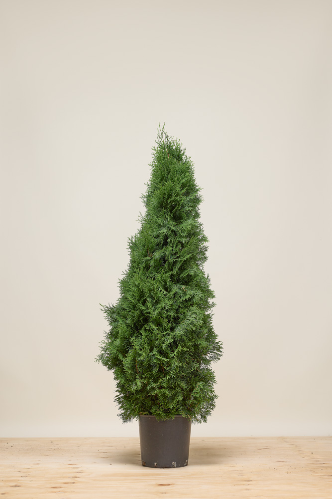 Lebensbaum 'Smaragd' Topf 125-150 cm - Hedgy Heckenpflanzen