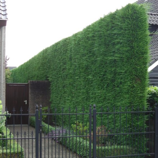 Grüne Leyland-Zypresse