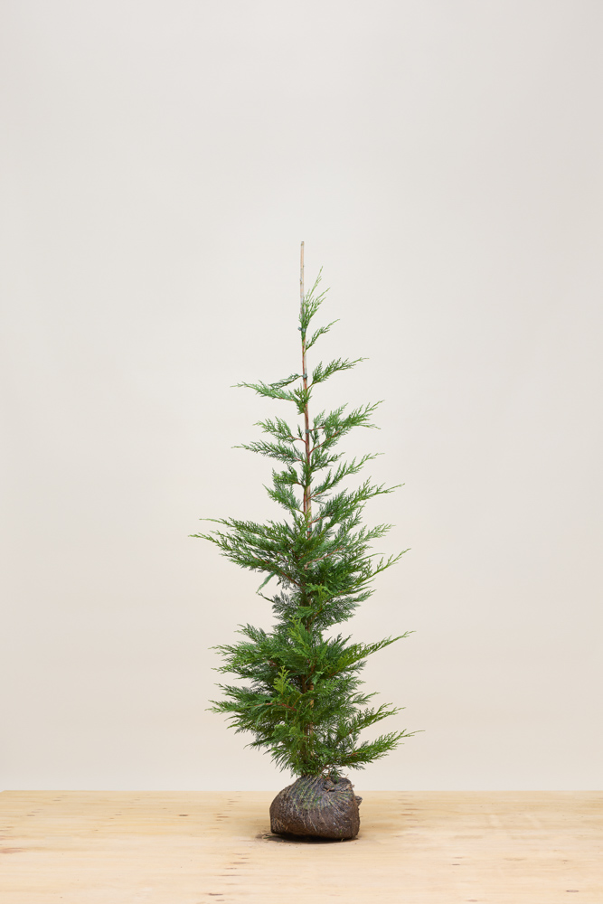 Leylandzypresse Wurzelballen 150-175 cm Wurzelballen