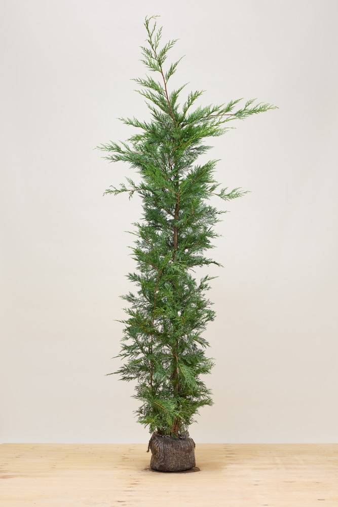 Leylandzypresse Wurzelballen 200-225 cm Wurzelballen