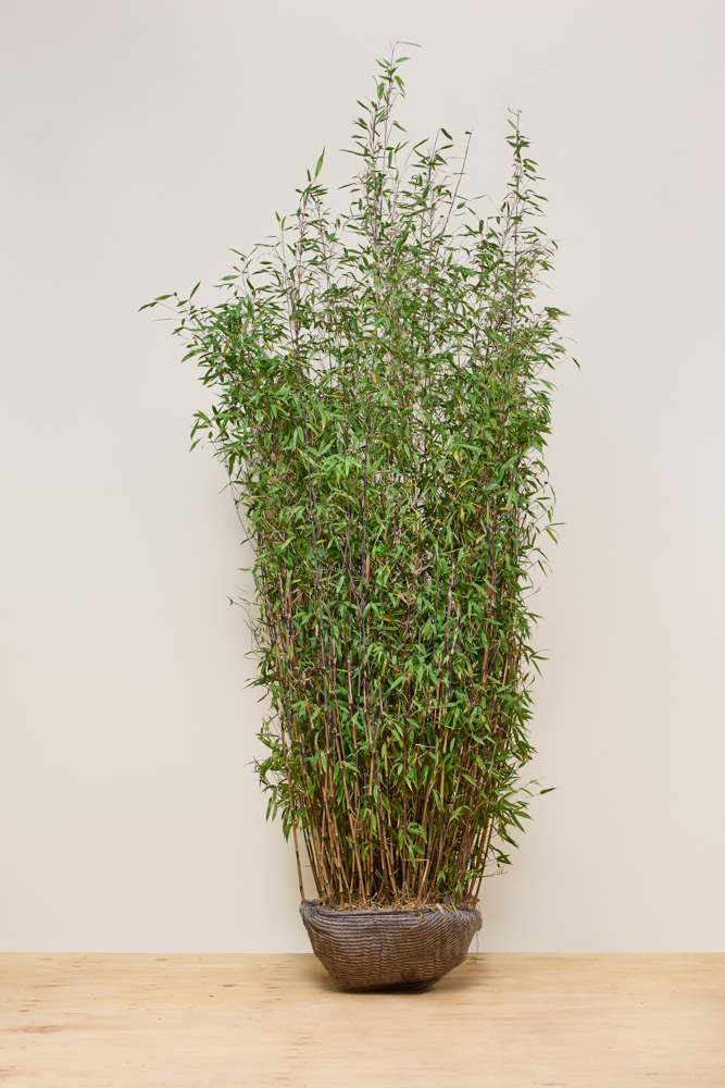 Bambus-Wurzelballen-200-225