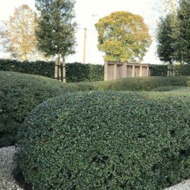 Fr&#xFC;hlingsduftbl&#xFC;te&#x20;