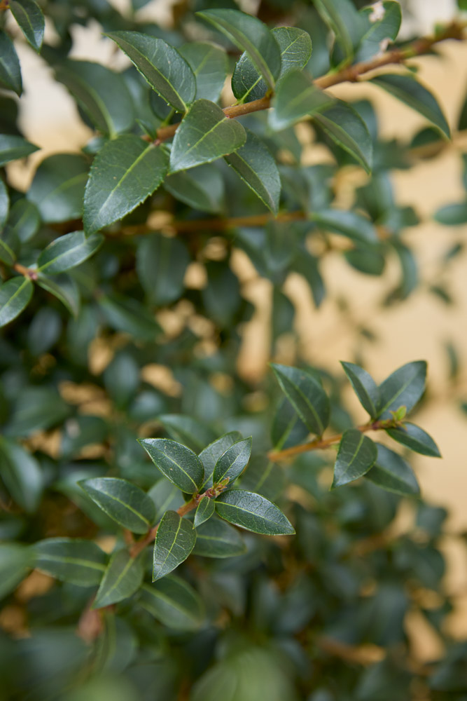 Osmanthus-Burkwoodii-ALG&#x20;INZ