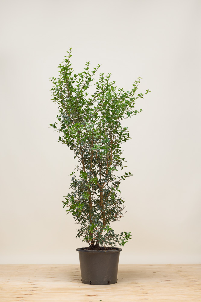 Osmanthus 