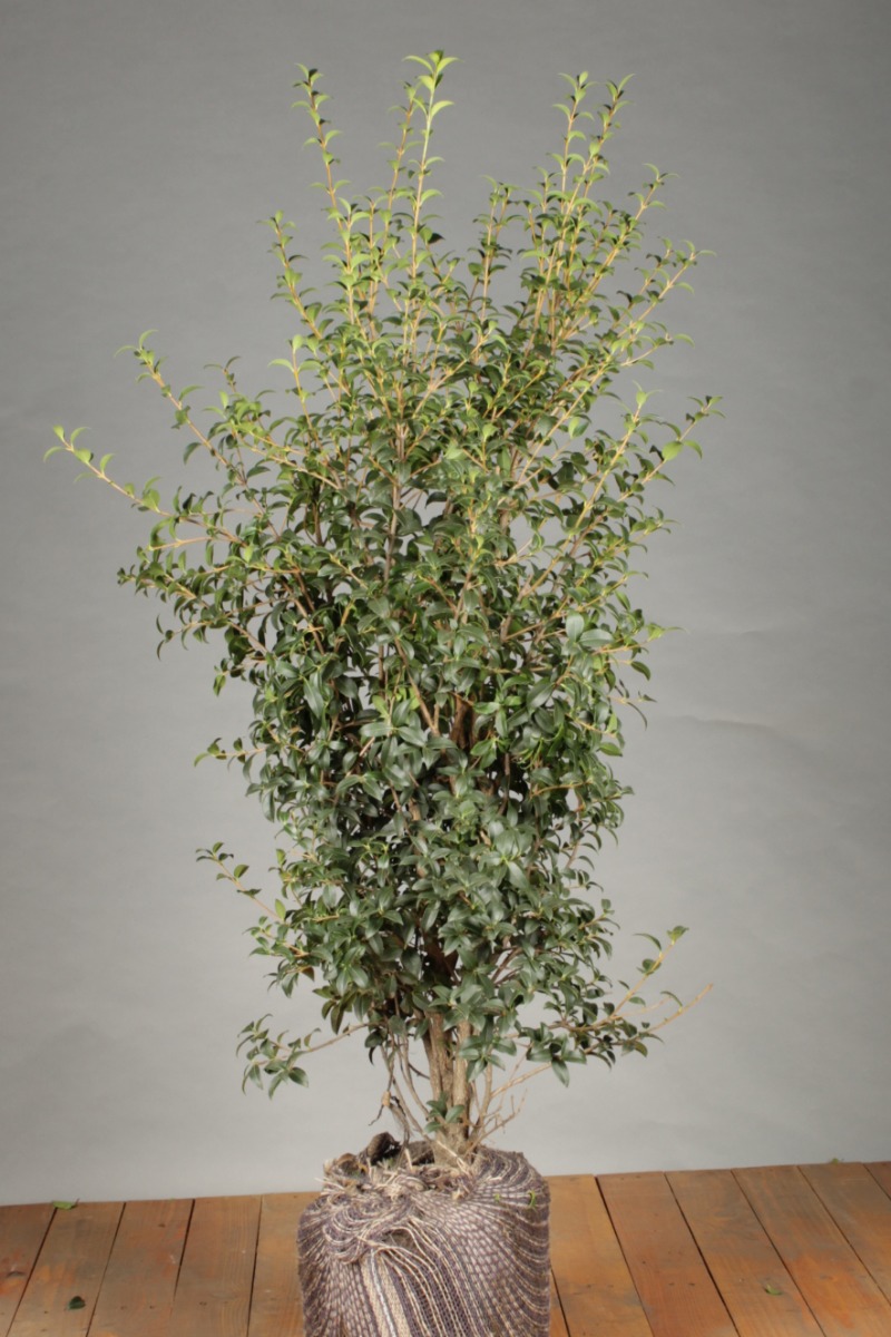Osmanthus 