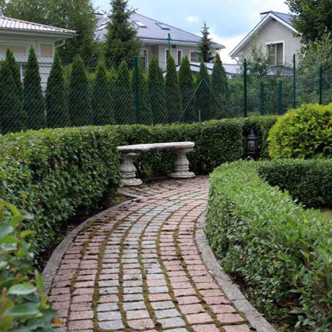 Ovalblttriger Liguster (Ligustrum Ovalifolium) - Hecke kaufen