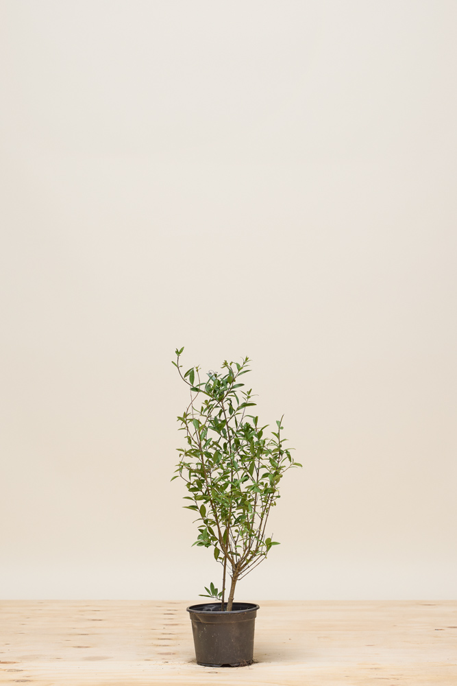 lonicera may green Honeysuckle 
