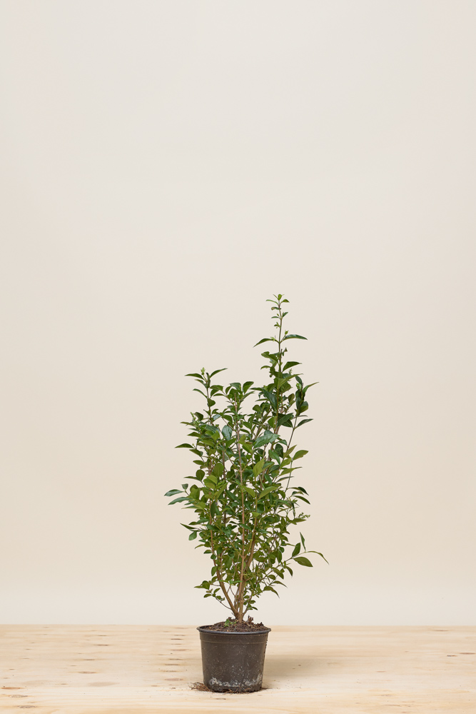 Ovalblttriger Liguster (Ligustrum Ovalifolium) - Hecke kaufen