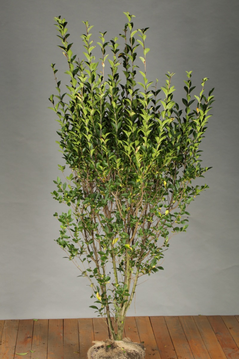 philodendron bunt 4