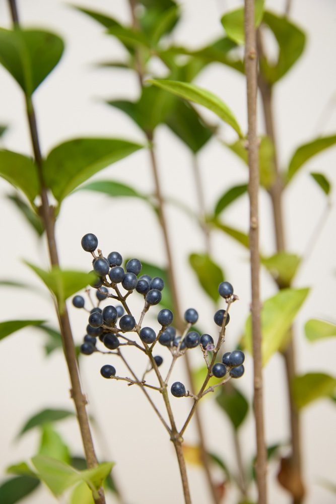 Ovalblättriger-Liguster-ALG INZ