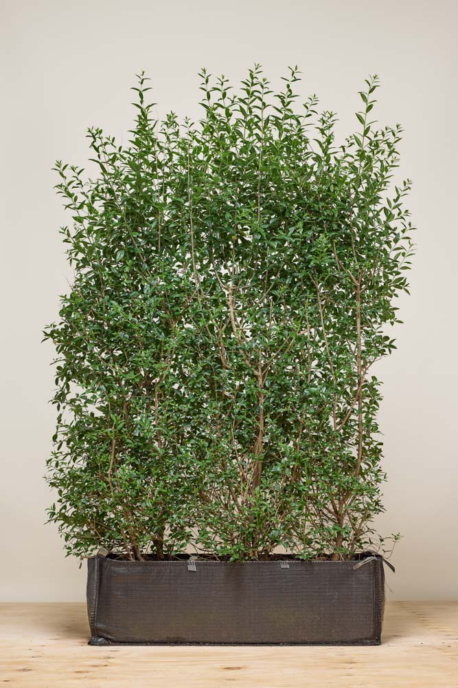 Ovalblättriger-Liguster-Fertighecke-160-170