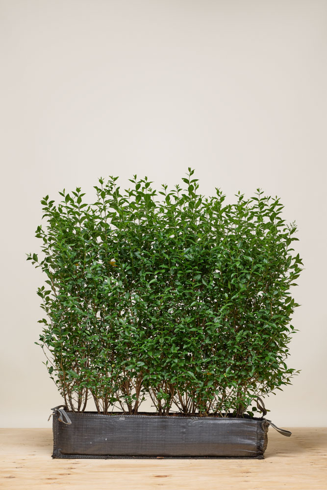 Ovalblättriger-Liguster-Fertighecke-80-100