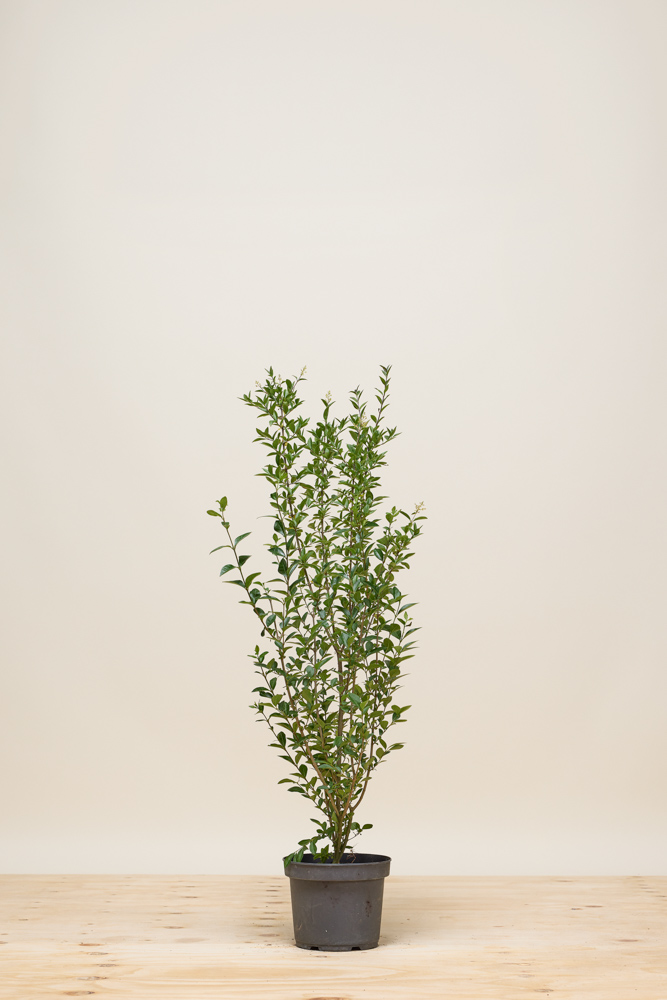 Ovalblättriger-Liguster-Topf-80-100