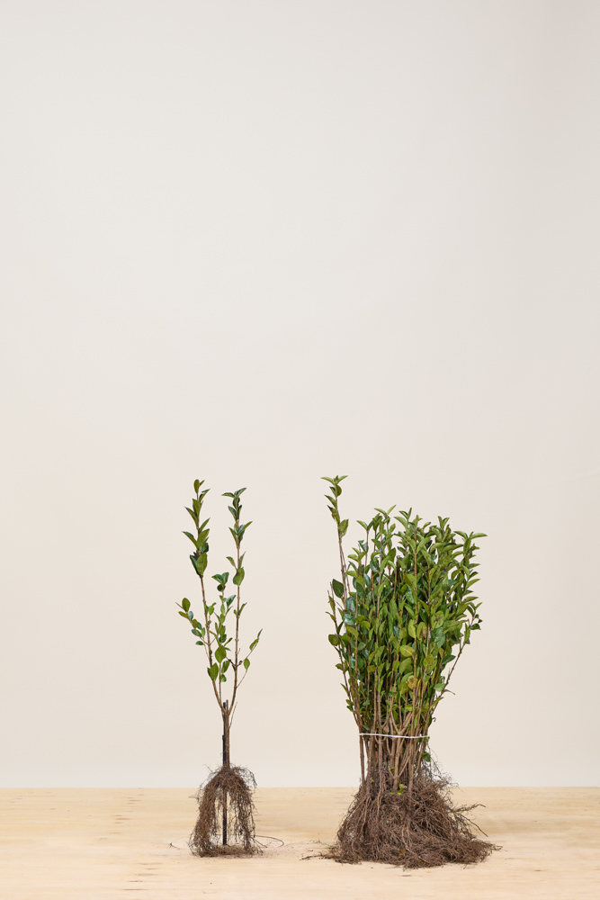 Ovalblättriger-Liguster-Wurzelware-40-60