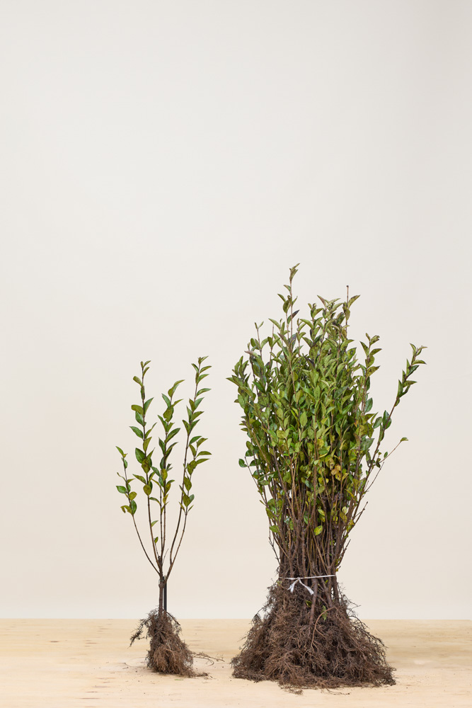 Ovalblättriger-Liguster-Wurzelware-60-80