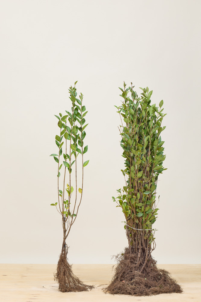 Ovalblättriger-Liguster-Wurzelware-80-100