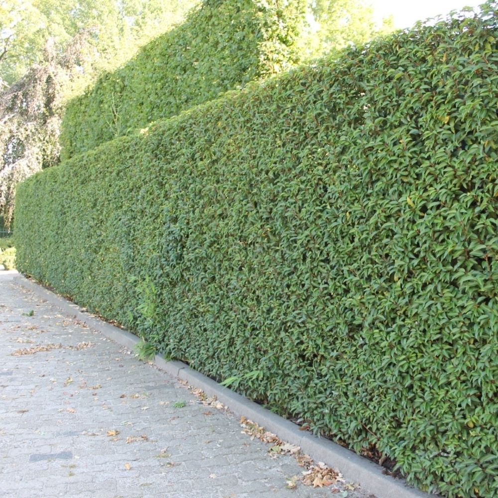 Portugiesischer&#x20;Kirschlorbeer