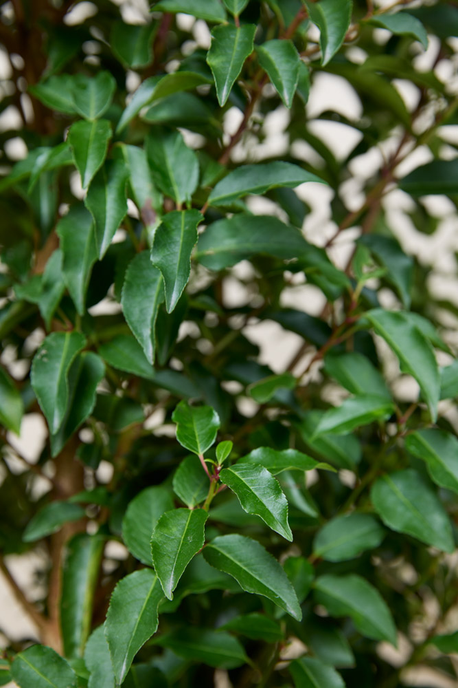 Portugiesischer-Kirschlorbeer-ALG&#x20;INZ