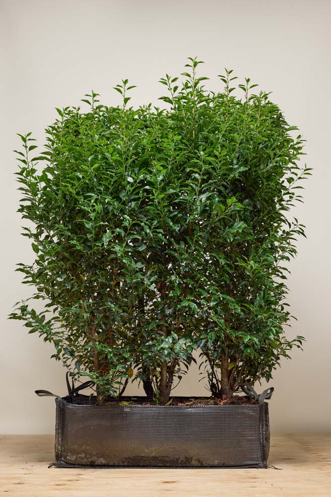 Portugiesischer Kirschlorbeer Fertighecke 160+ cm Fertighecke