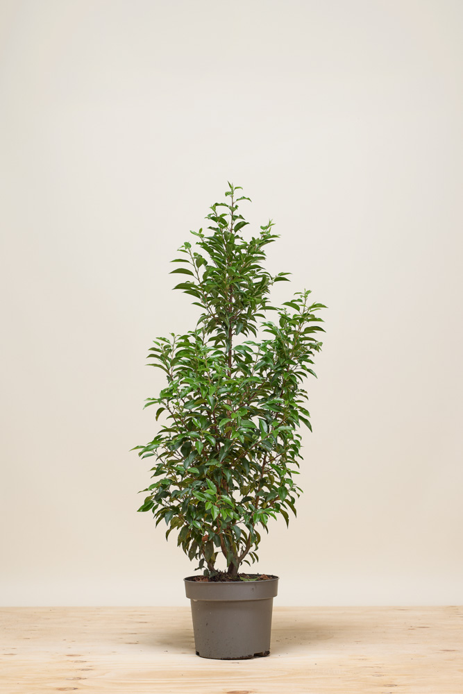 philodendron xanadu care Thaumatophyllum (Philodendron) 'Xanadu' XL main image 1