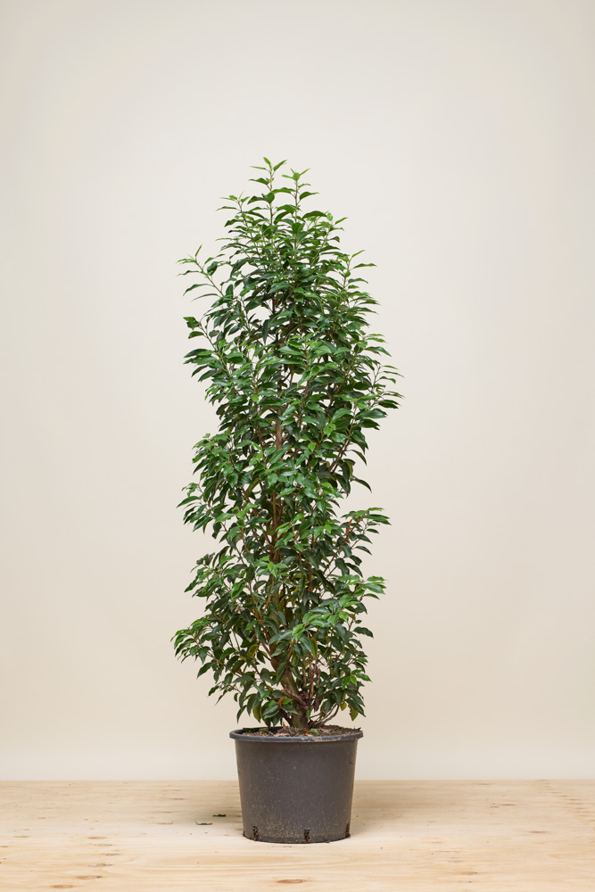 portugiesischer kirschlorbeer frostschäden Portugiesischer Kirschlorbeer - Prunus lusitanica