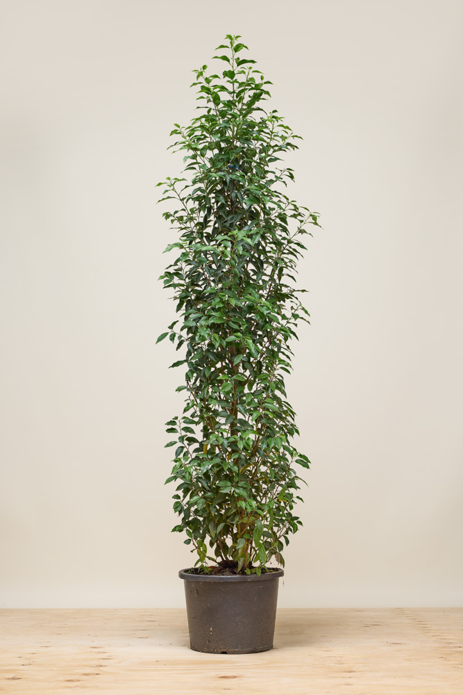 Portugiesischer Kirschlorbeer Topf 175-200 cm Topf