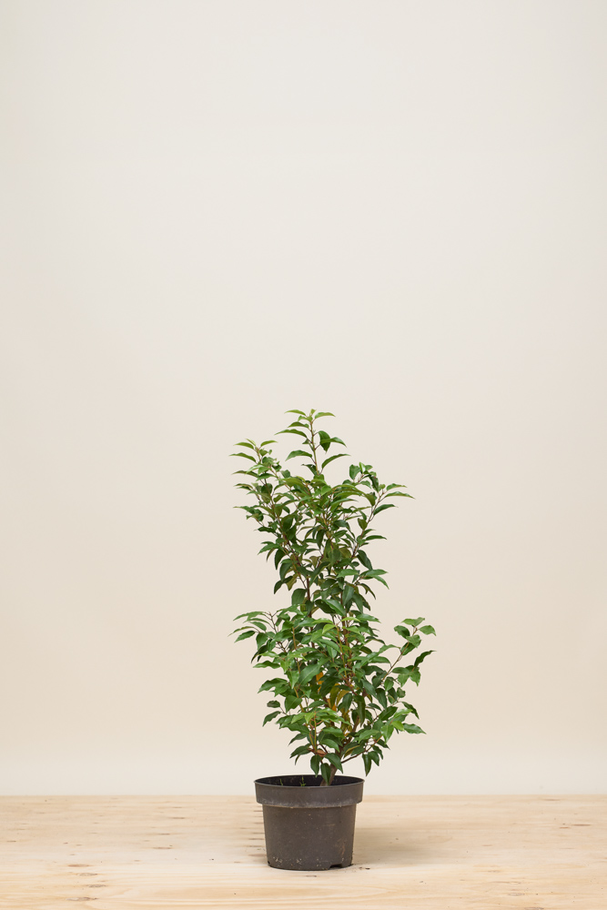 Hedge