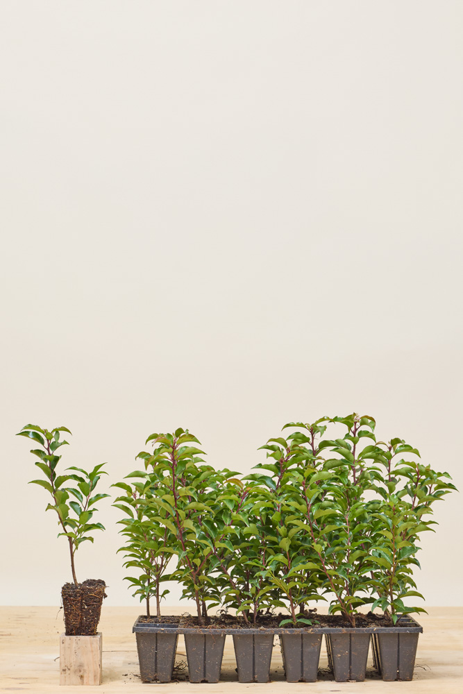 Portugiesischer-Kirschlorbeer-Wurzelballen-20-25