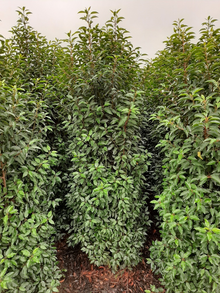 Portugiesischer Kirschlorbeer Wurzelballen 200-225 cm Wurzelballen