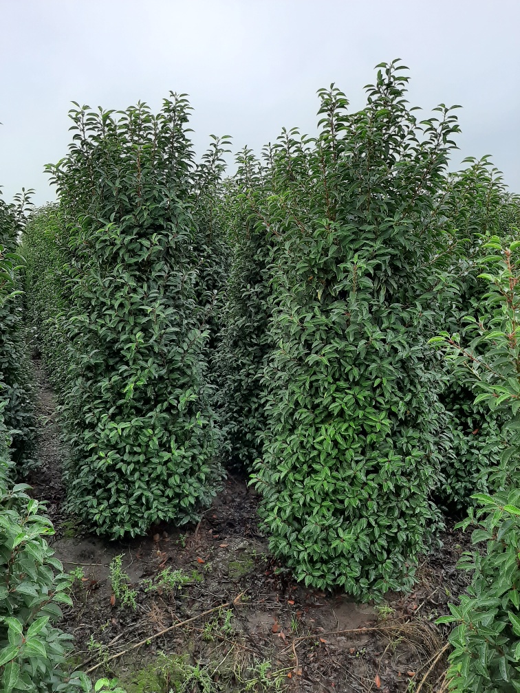 Portugiesischer Kirschlorbeer Wurzelballen 225-250 cm Wurzelballen
