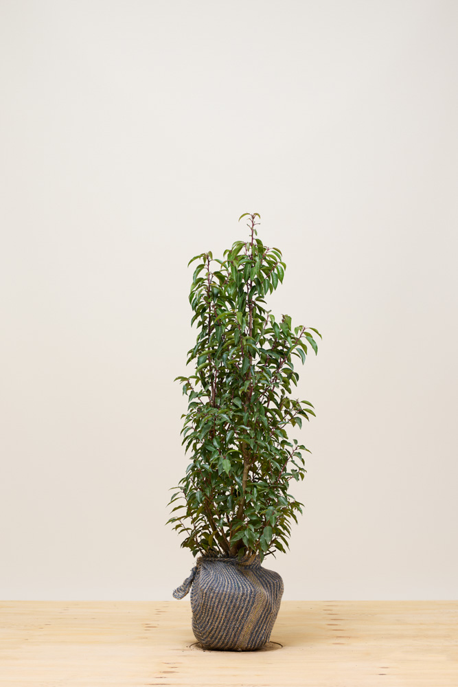 Portugiesischer Kirschlorbeer Wurzelballen 80-100 cm Wurzelballen