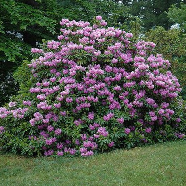 Rhododendron&#x20;&#x27;Catawbiense&#x20;Boursault&#x27;