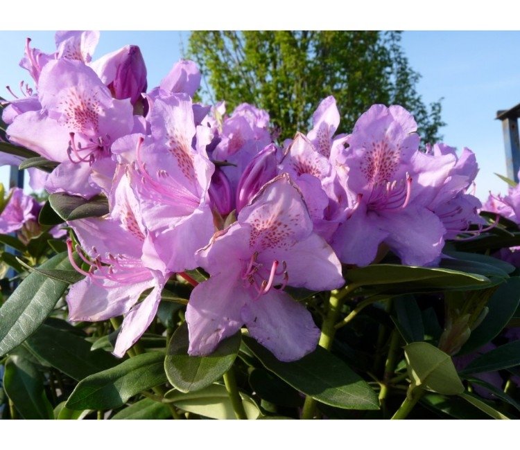 Rhododendron-Catawbiense-Boursault-ALG&#x20;INZ