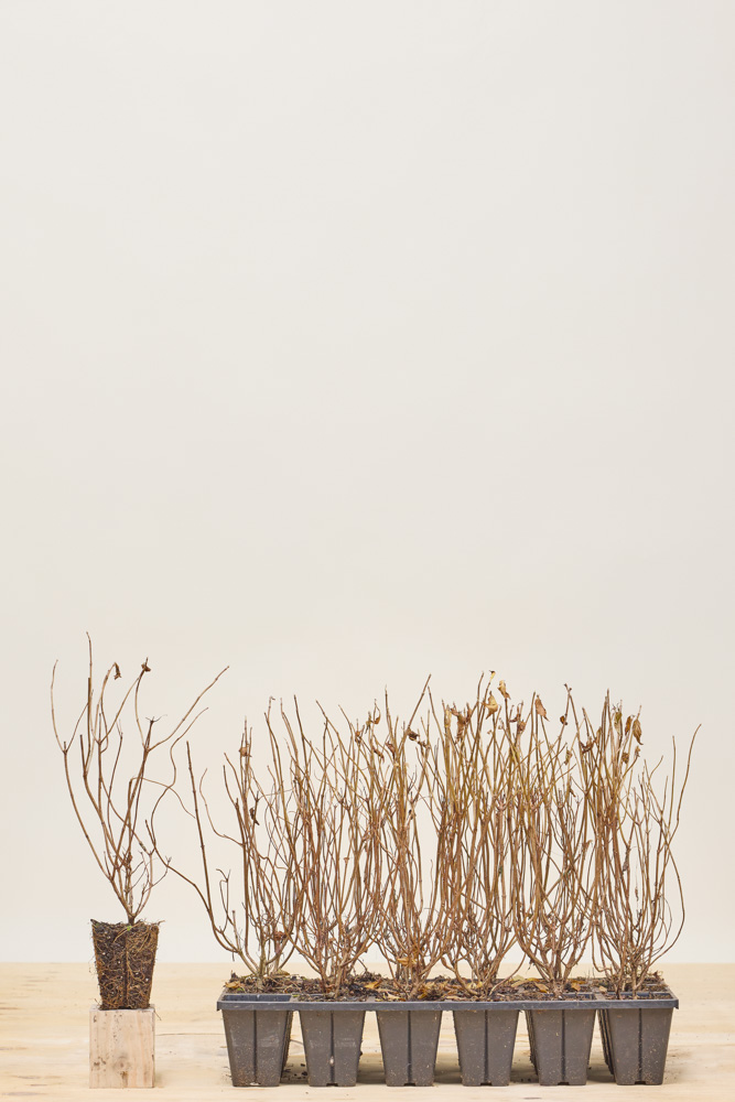 Rispenhortensie rosa Wurzelballen 25-30 cm Wurzelballen