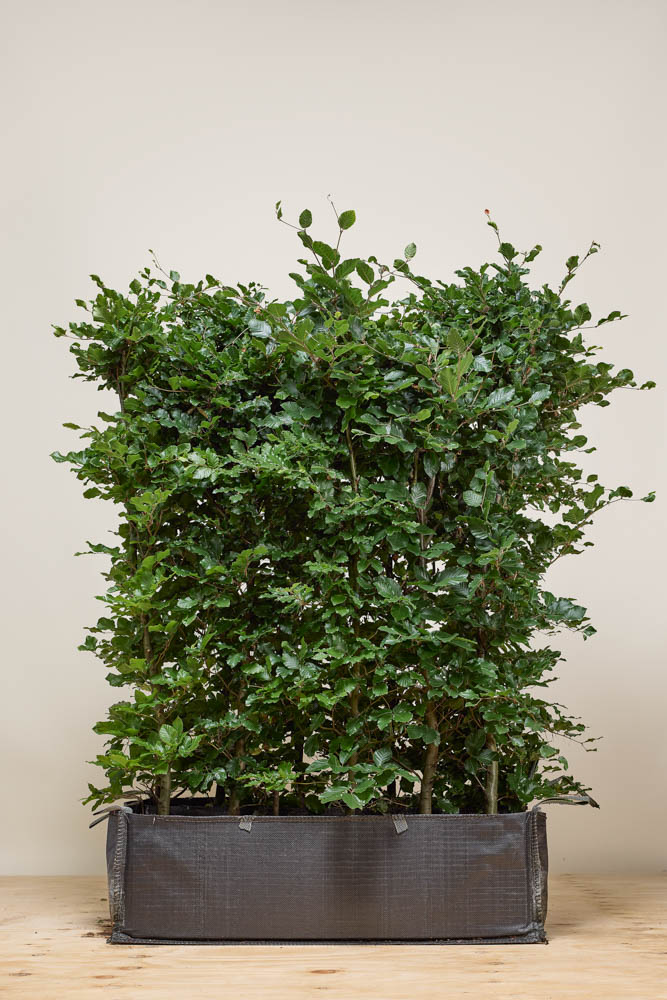 Rotbuche Fertighecke 160 cm Fertighecke