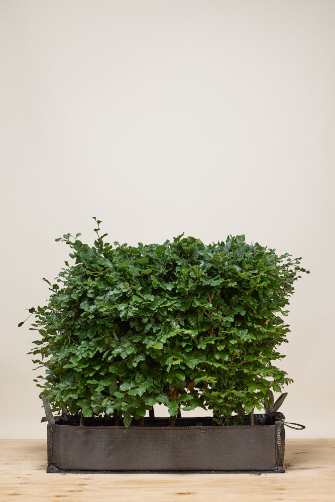 Rotbuche-Fertighecke-80-100