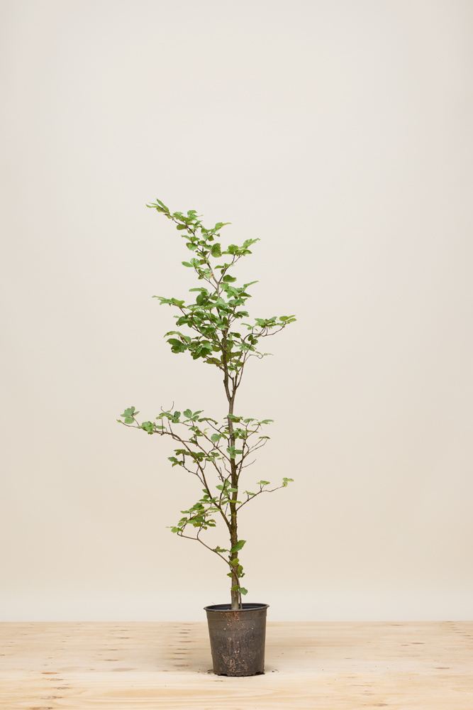 Rotbuche-Topf-100-125