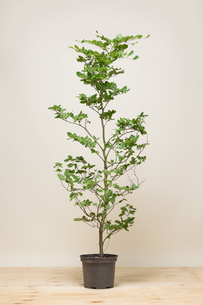 Rotbuche-Topf-150-175