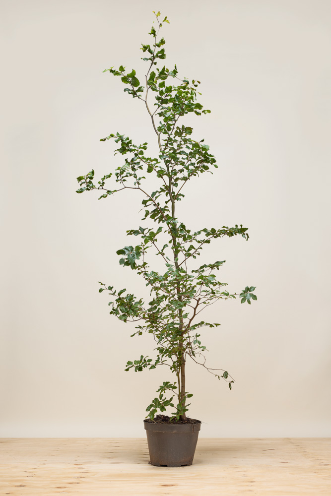 Rotbuche-Topf-175-200