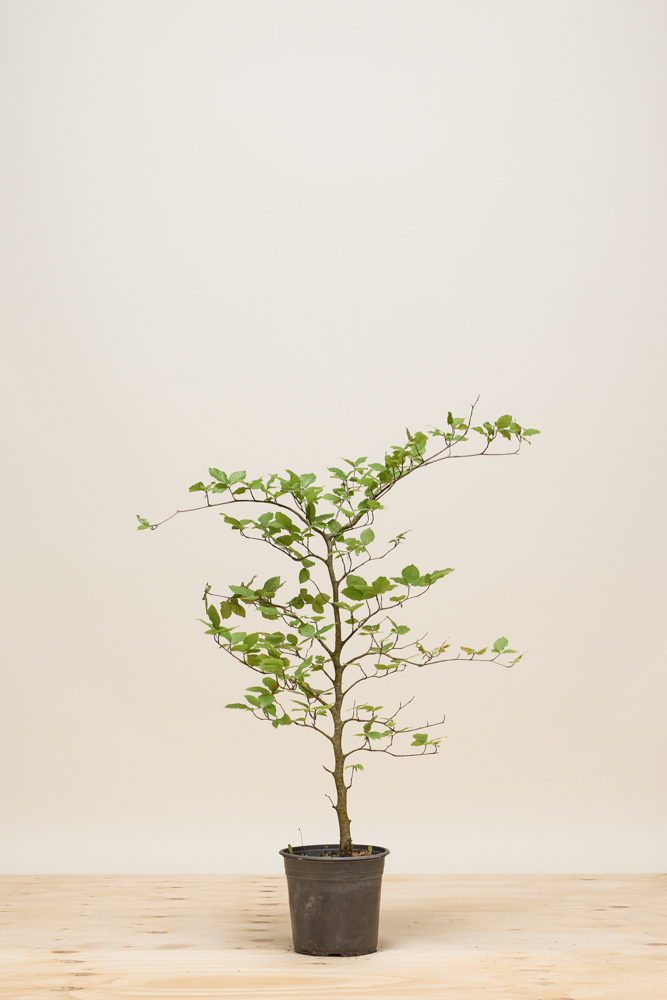 Rotbuche-Topf-80-100