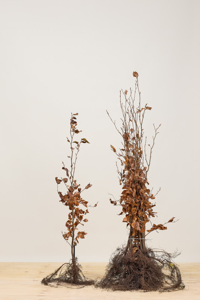 Rotbuche-Wurzelware-125-150