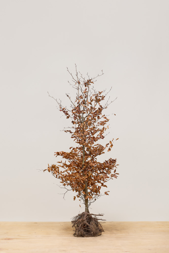 Rotbuche-Wurzelware-150-175