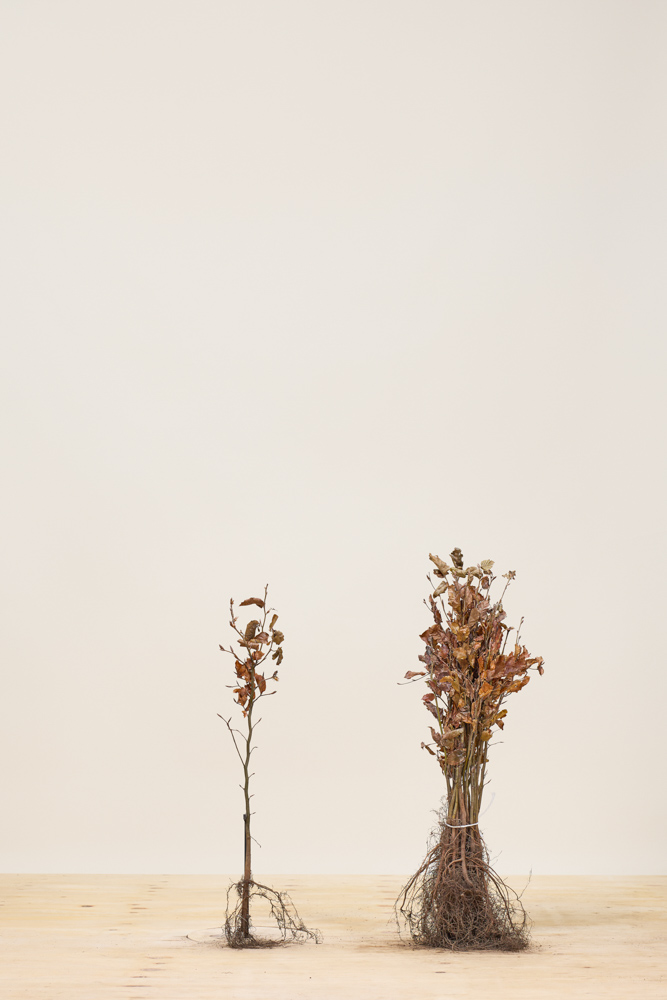 Rotbuche-Wurzelware-40-60