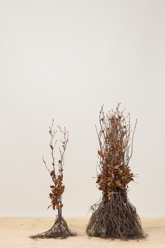 Rotbuche-Wurzelware-60-80